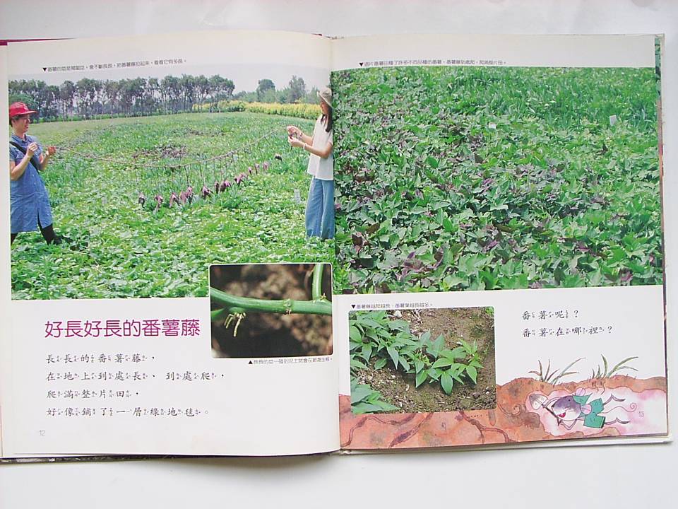 番薯 (07),绘本,绘本故事,绘本阅读,故事书,童书,图画书,课外阅读